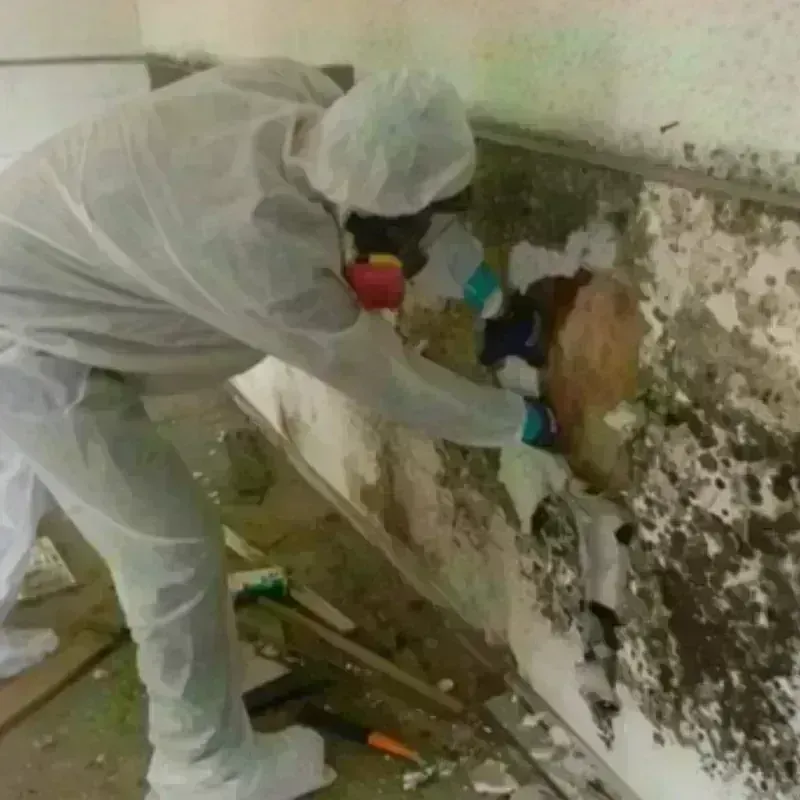 Mold Remediation and Removal in Pevely, MO